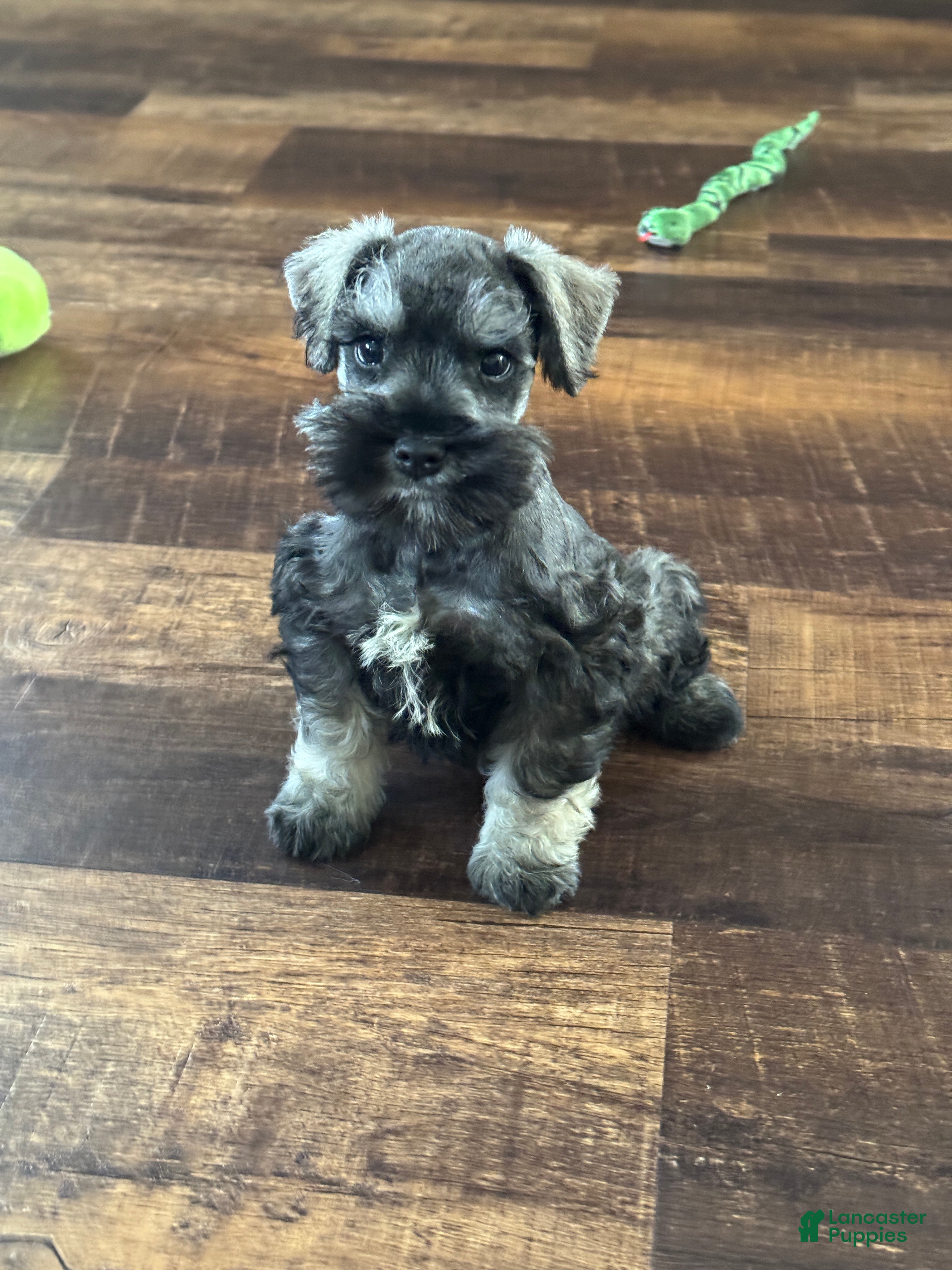 Miniature Schnauzer dogs Miniature Schnauzer Puppy 1 - Ad 3
