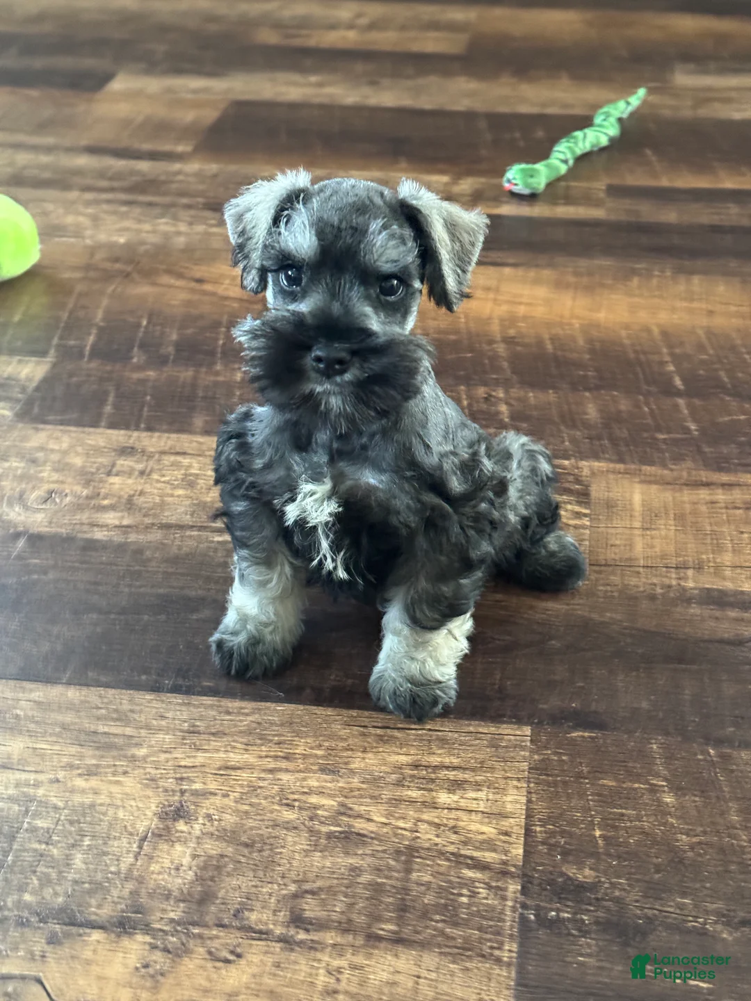 Miniature Schnauzer dogs for sale: Miniature Schnauzer Puppy 1 - Ad 1