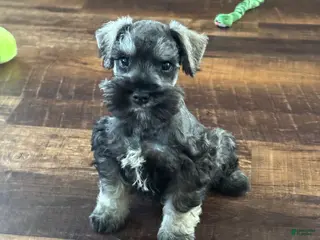 Miniature Schnauzer dogs Miniature Schnauzer Puppy 1 - Ad 3