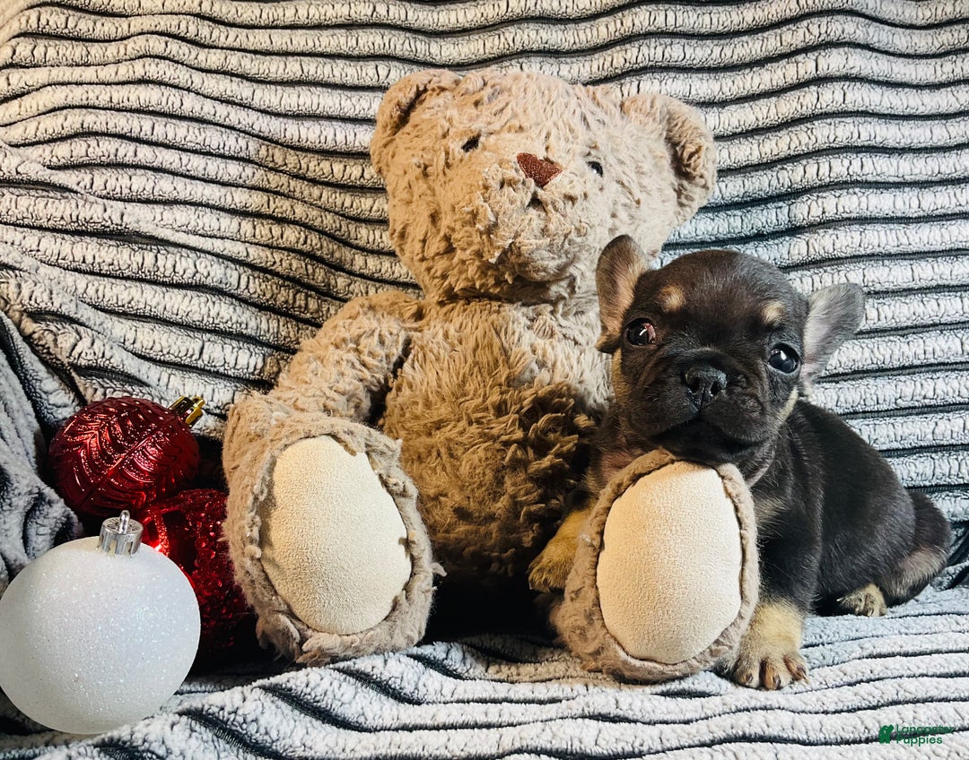 French Bulldog dogs for sale: Theo  - Ad 9