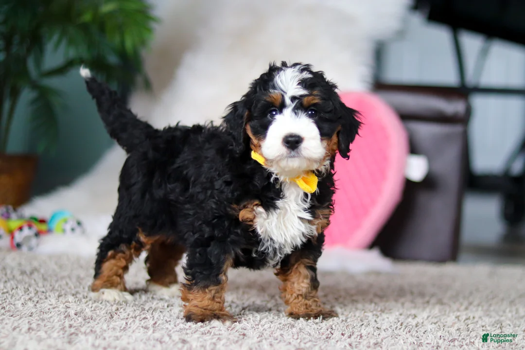 Mini Bernedoodle dogs for sale: Jasper - Ad 1