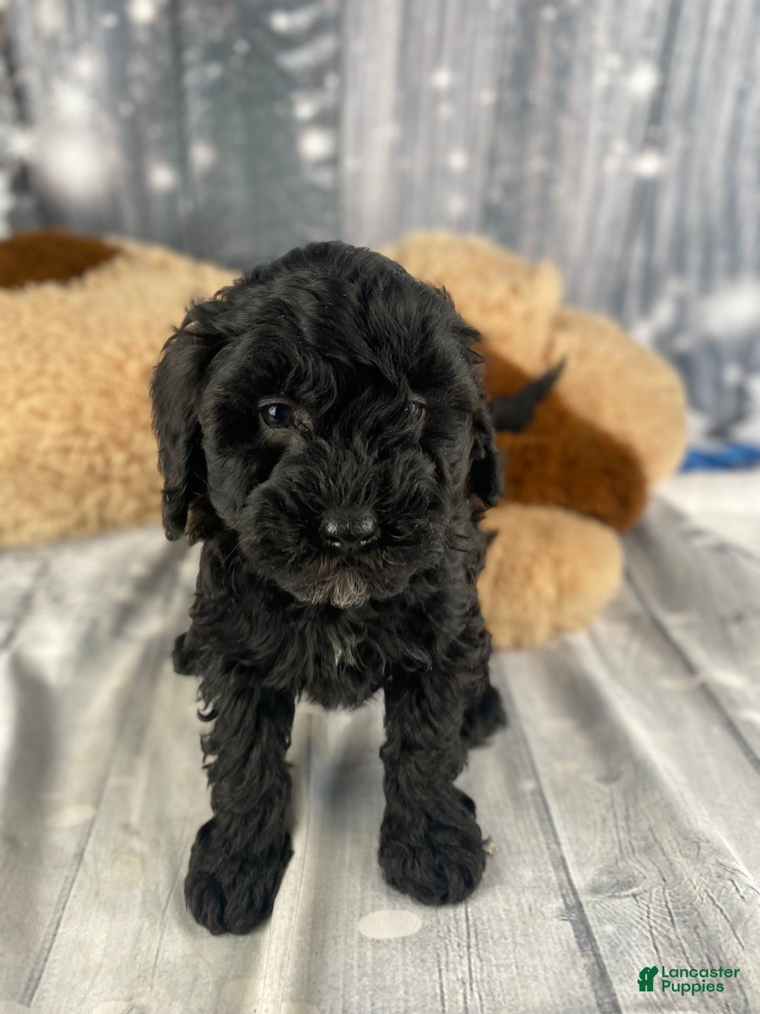 Cavapoo dogs for sale: Rusty - Ad 1