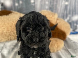 Cavapoo dogs Rusty - Ad 14