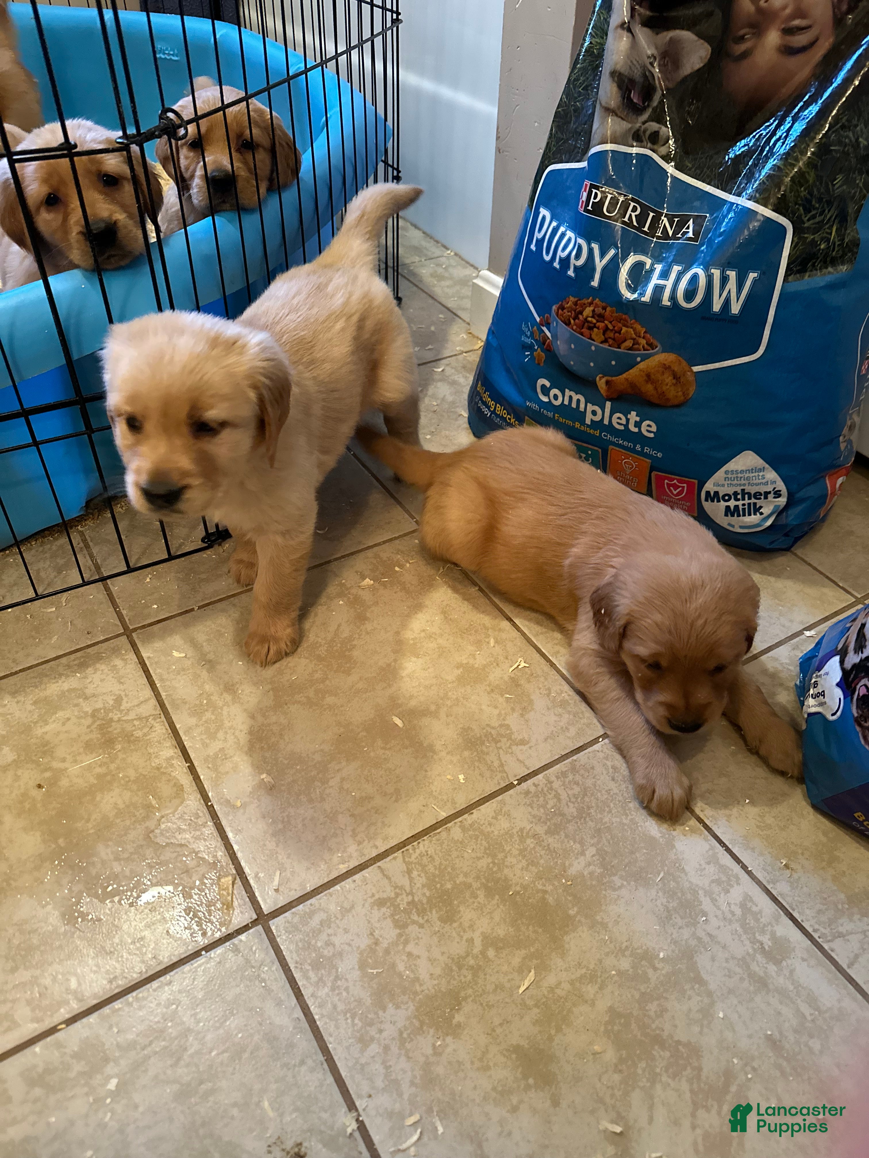 Mixed Breed dogs Mixed Breed Puppy 4 - Ad 41