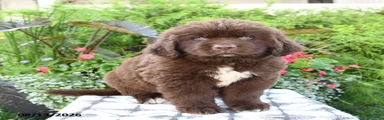 Moose