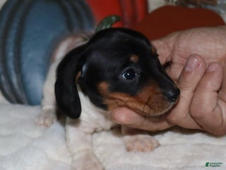 Miniature Dachshund dogs - Ad 1