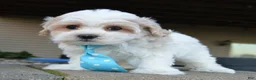 Maltipoo dogs for sale: Murphy - Ad 6
