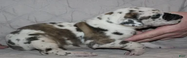 Siren