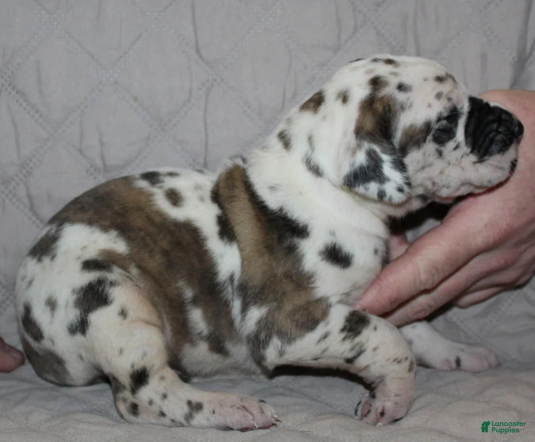 Great Dane dogs for sale: Siren - Ad 1