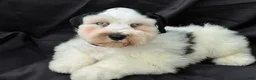 Schnauzer dogs for sale: Bandit - Ad 5