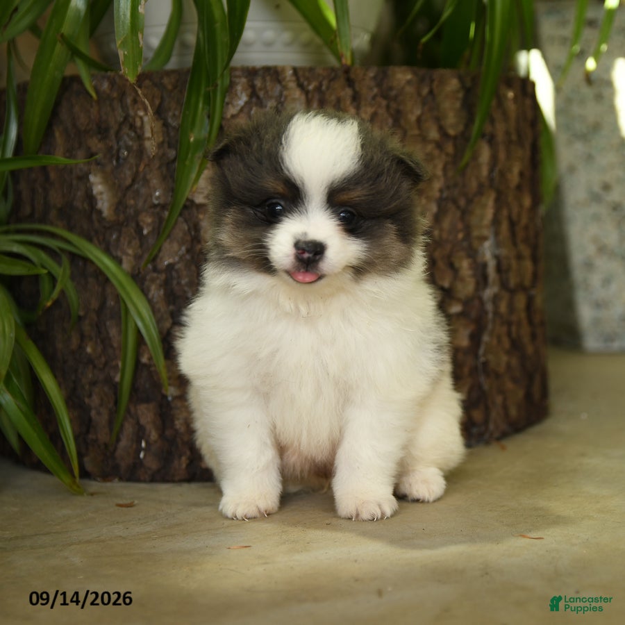 Pomeranian dogs Evangeline - Ad 1