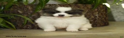 Pomeranian dogs for sale: Evangeline - Ad 1
