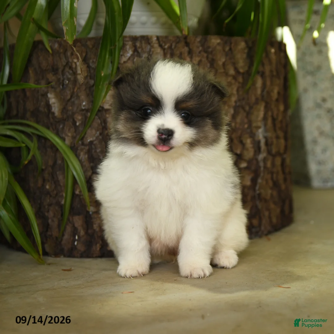 Pomeranian dogs for sale: Evangeline - Ad 1