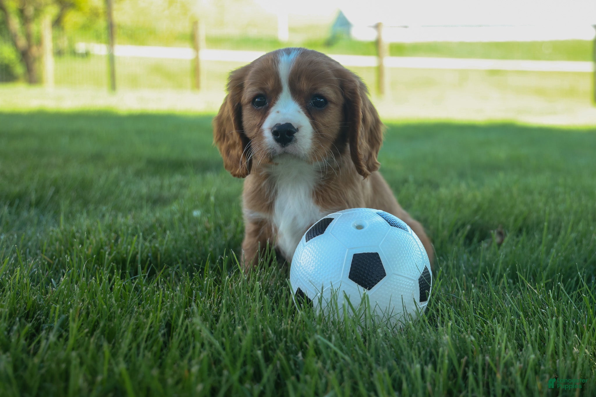 Cavalier King Charles Spaniel dogs Frankie 🐶 - Ad 2