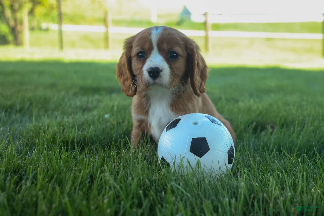 Cavalier King Charles Spaniel dogs for sale: Frankie 🐶 - Ad 2