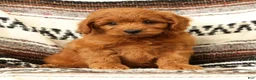Mini Goldendoodle dogs for sale: Klondike - Ad 6