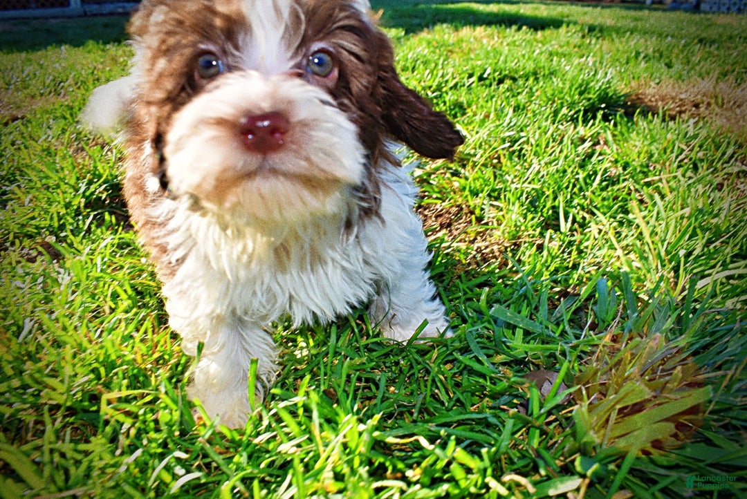 Havapoo dogs for sale: Simba - Ad 28