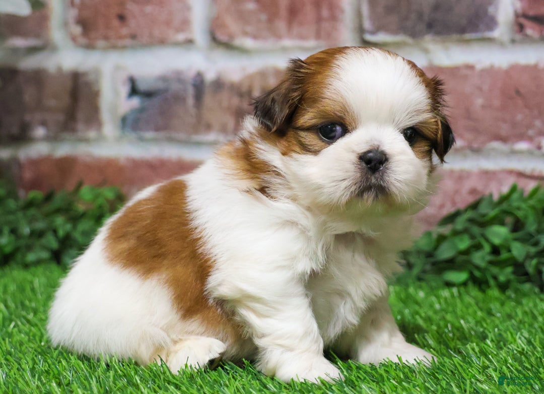 Shih Tzu dogs for sale: Dale  - Ad 2