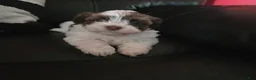 Havanese dogs for sale: Macy - Ad 3
