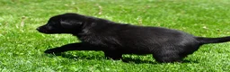Labrador Retriever dogs for sale: Luna - Ad 10