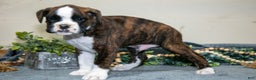 Boxer dogs for sale: Dexter - Ad 3
