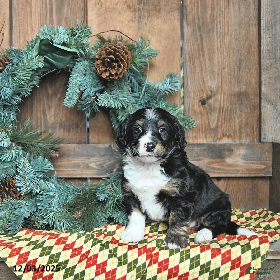 Mini Bernedoodle dogs Ollie - Ad 21