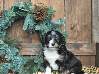 Mini Bernedoodle dogs Ollie - Ad 1