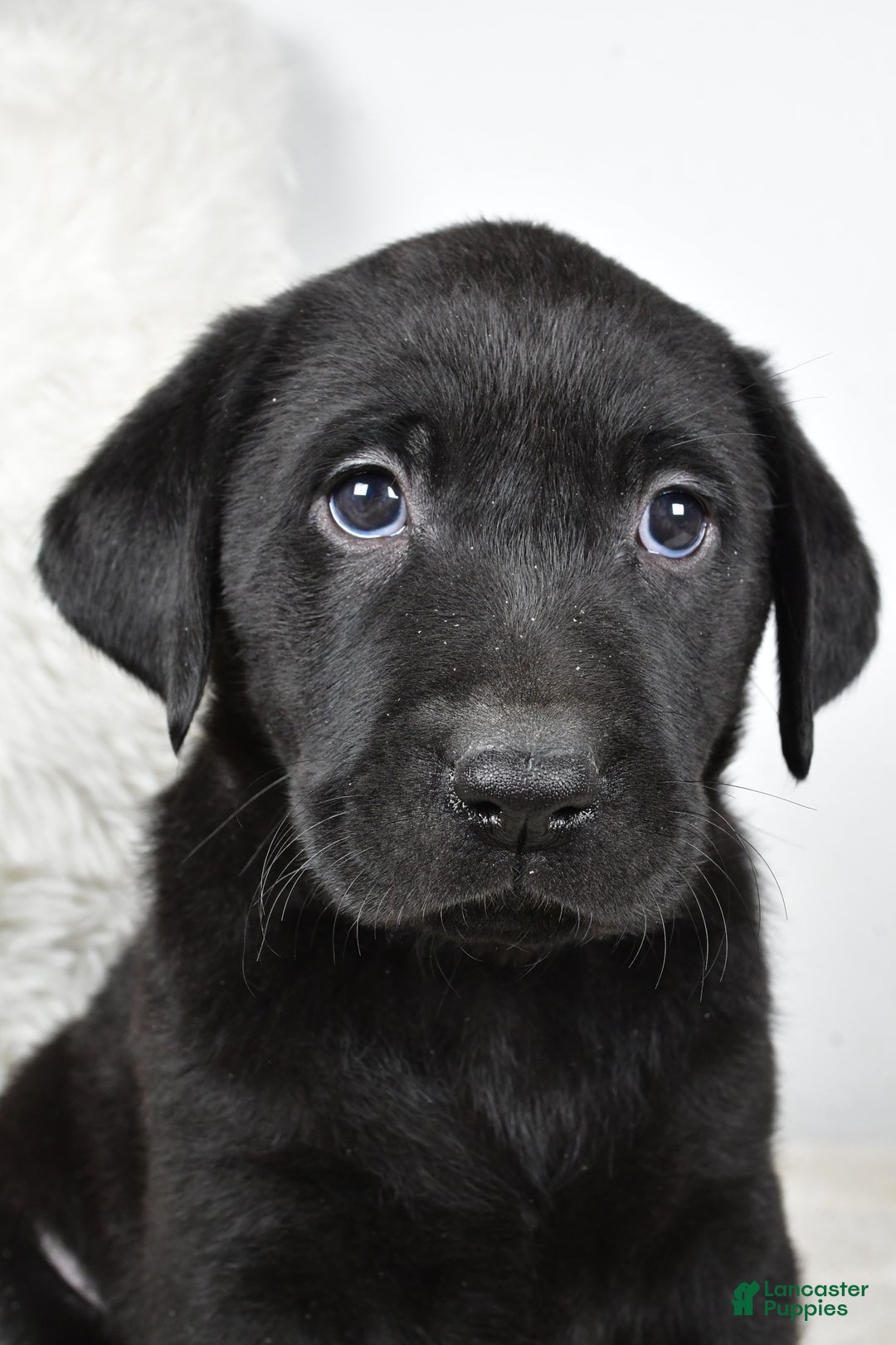 Labrador Retriever dogs for sale: Lucy - Ad 6