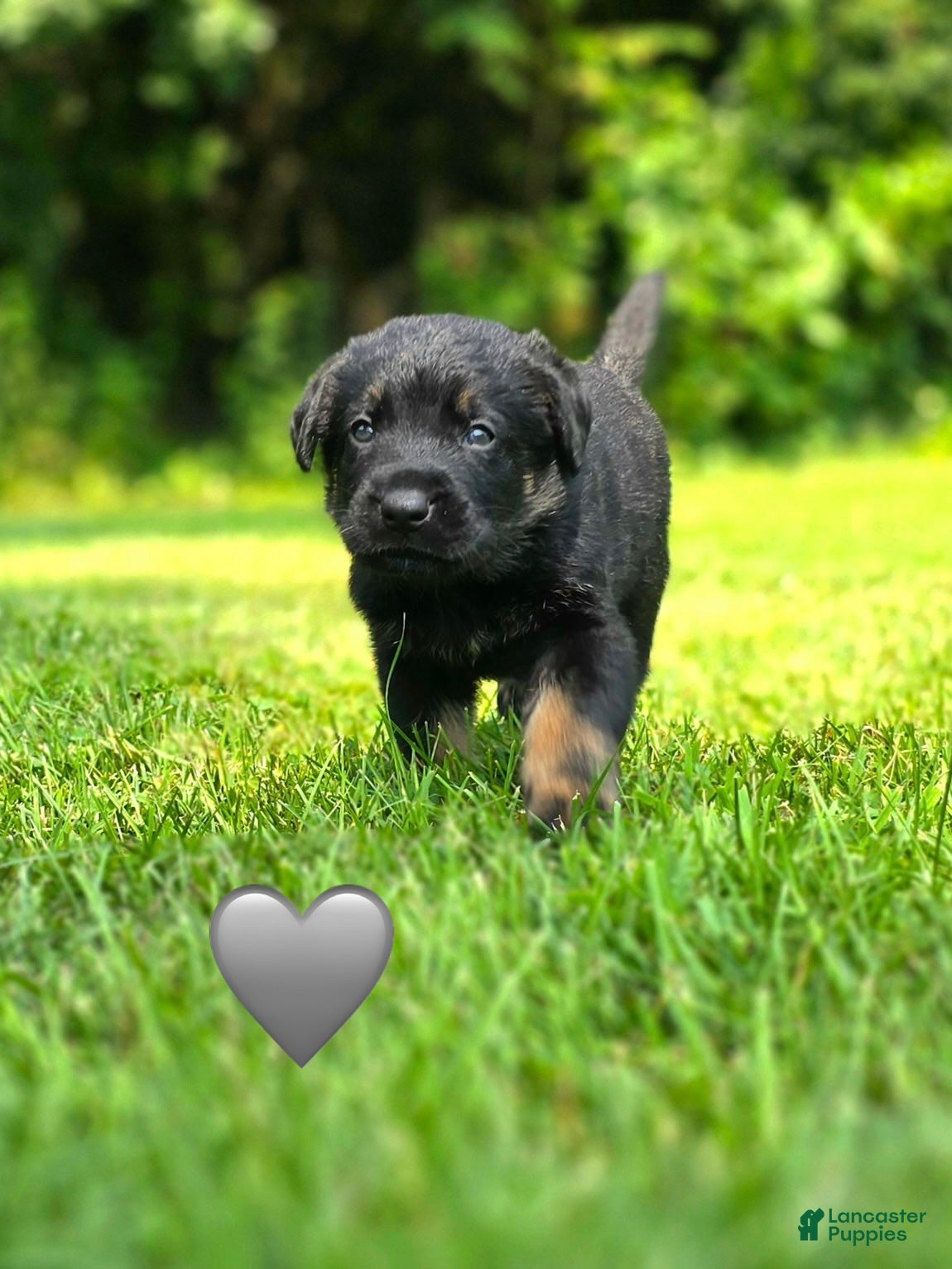 Mixed Breed dogs Gravy - Ad 10