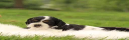 Cocker Spaniel dogs for sale: Spruce - Ad 5