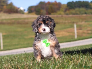 Mini Bernedoodle dogs - Ad 22