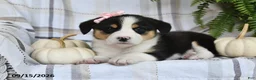 Welsh Corgi Pembroke dogs for sale: Skye - Ad 4