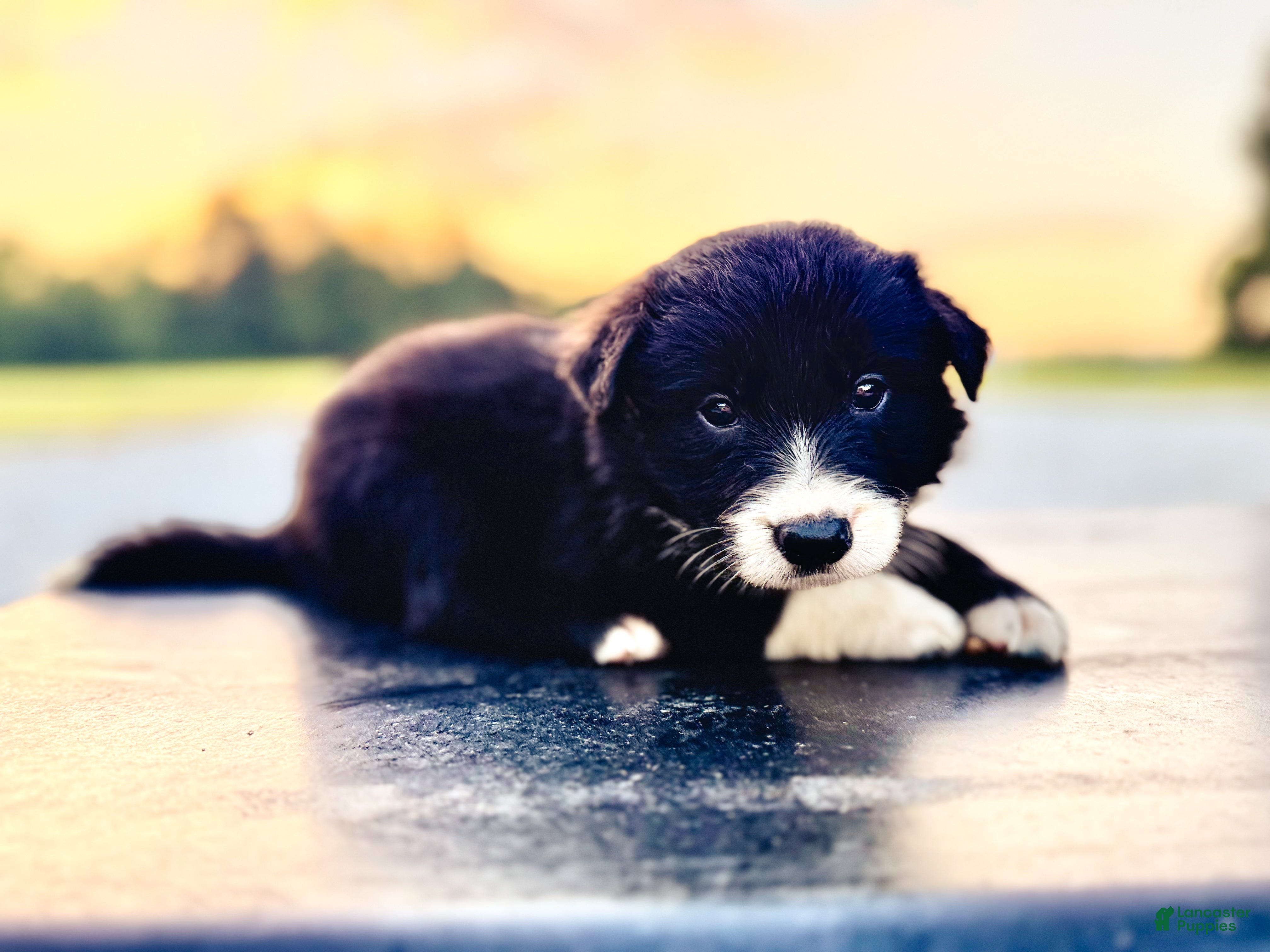 Border Collie dogs Jakjak - Ad 30