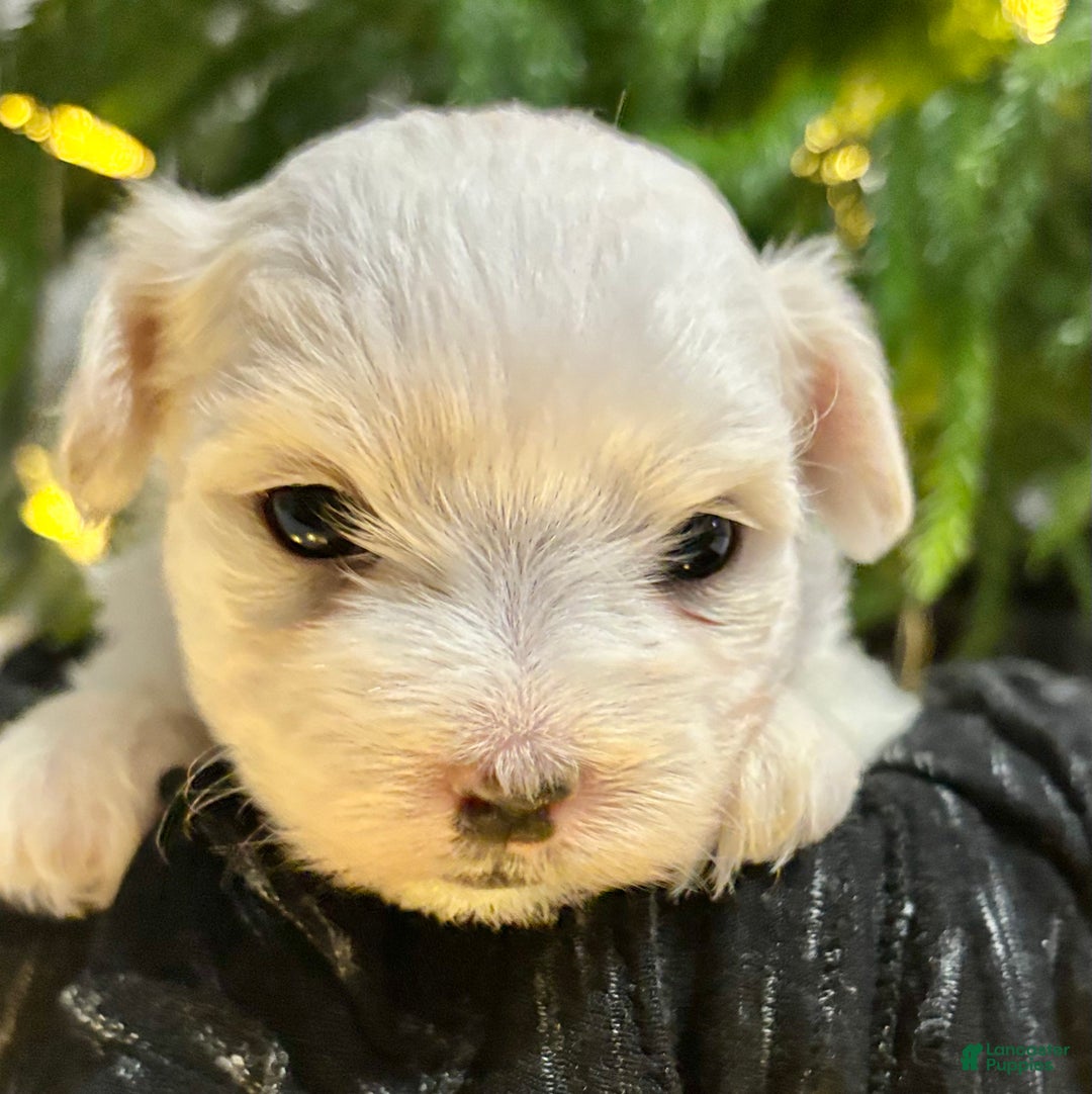 Maltese dogs for sale: Chloe - Ad 6