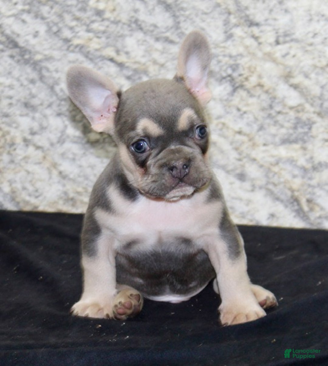 French Bulldog dogs for sale: Roger - Ad 2
