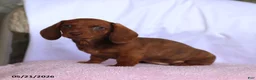 Miniature Dachshund dogs for sale: Calvin - Ad 2