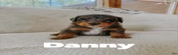Aussiedoodle dogs for sale: Danny  - Ad 2