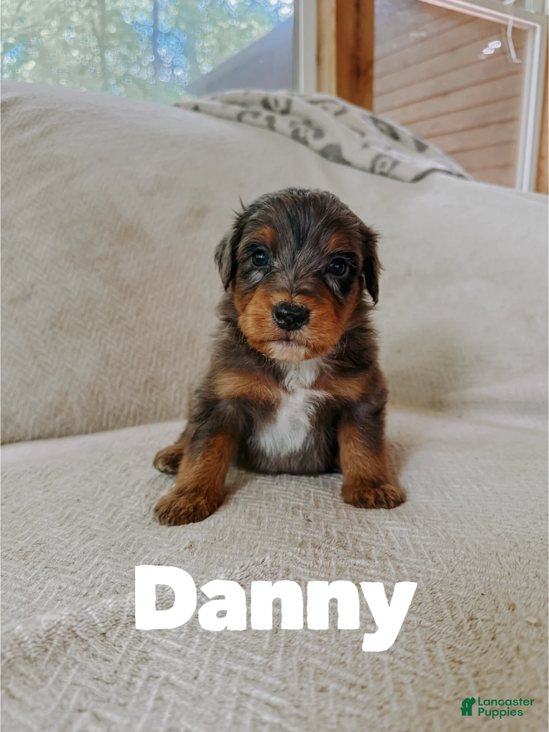 Aussiedoodle dogs for sale: Danny  - Ad 2