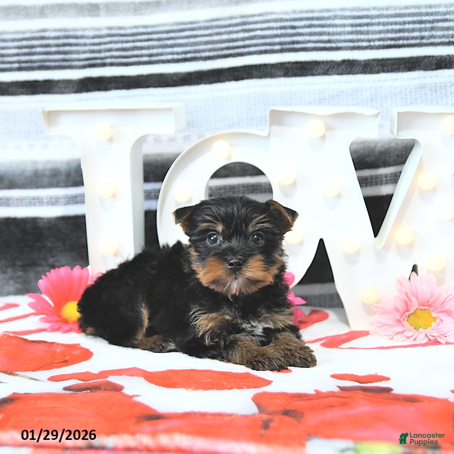 Yorkshire Terrier dogs Jett - Ad 2