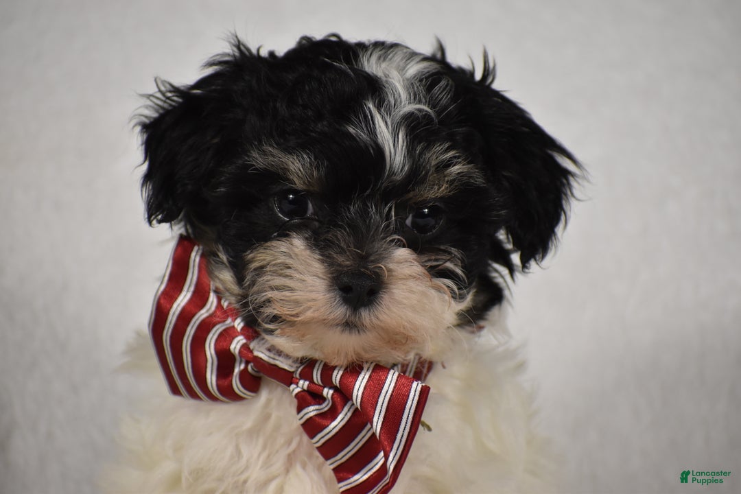 Maltipoo dogs for sale: Scout - Ad 7