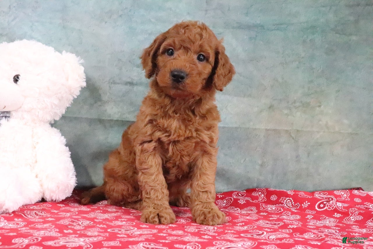 Mini Goldendoodle dogs Daffodil - Ad 1