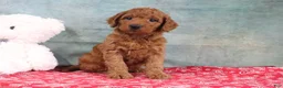 Mini Goldendoodle dogs for sale: Daffodil - Ad 1