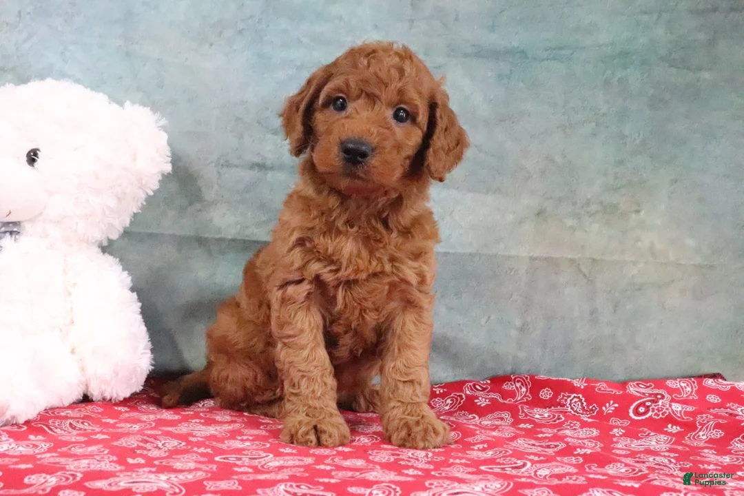 Mini Goldendoodle dogs for sale: Daffodil - Ad 1