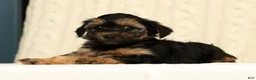 Yorkiepoo dogs for sale: Chase - Ad 3