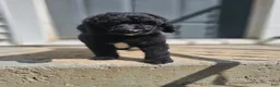 Standard Poodle dogs for sale: Darth Vader - Ad 5
