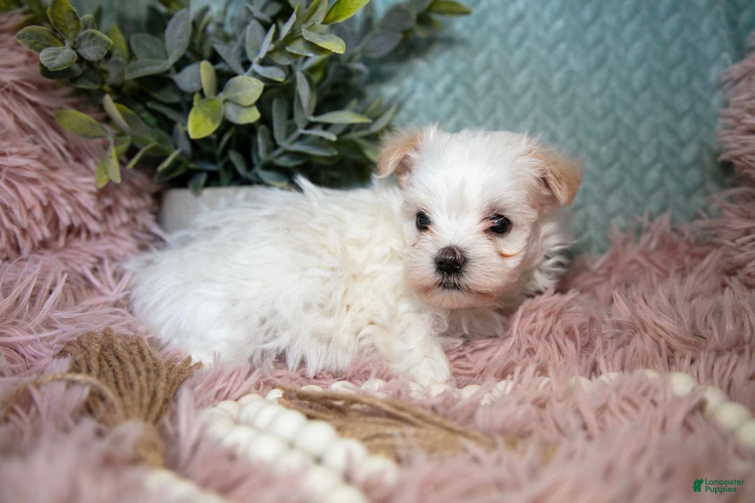 Maltipoo dogs for sale: Gunner - Ad 2