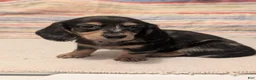 Miniature Dachshund dogs for sale: Felix - Ad 8