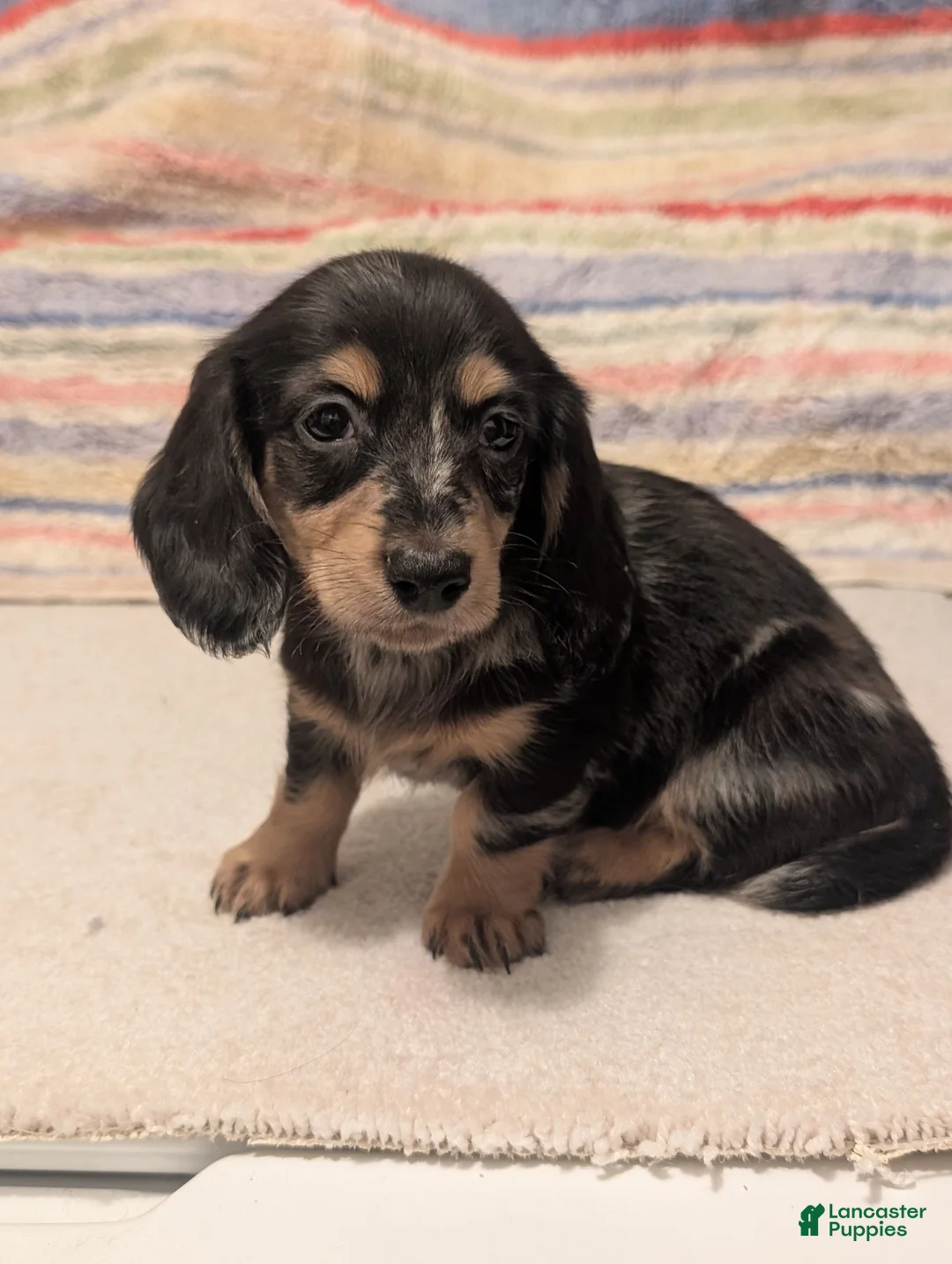 Miniature Dachshund dogs for sale: Felix - Ad 8