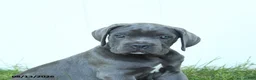 Cane Corso dogs for sale: River - Ad 8