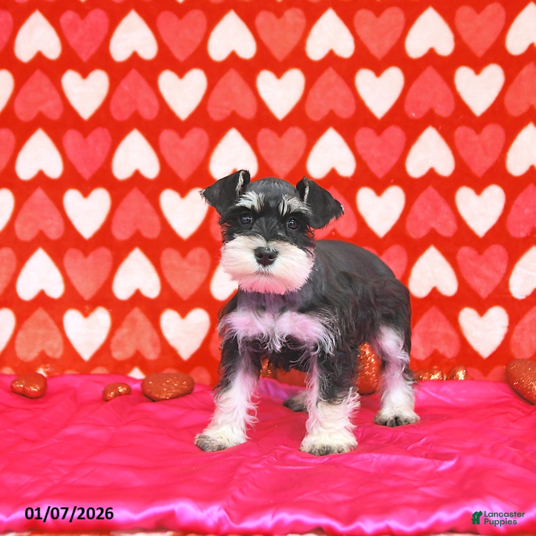 Miniature Schnauzer dogs for sale: Paris - Ad 1
